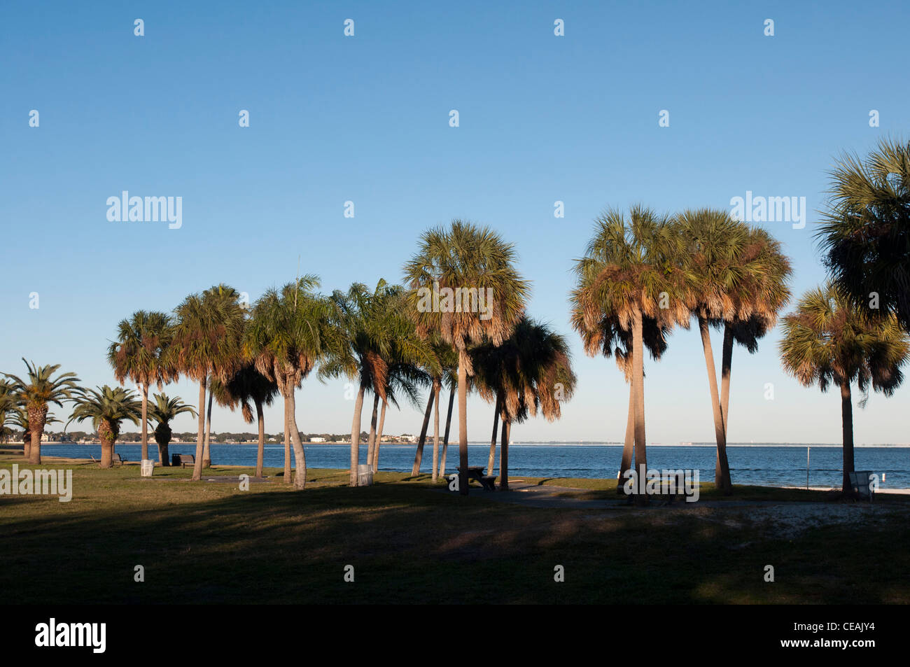 Fila di palme su San Pietroburgo waterfront con cielo azzurro sfondo, Florida, Stati Uniti, STATI UNITI D'AMERICA Foto Stock