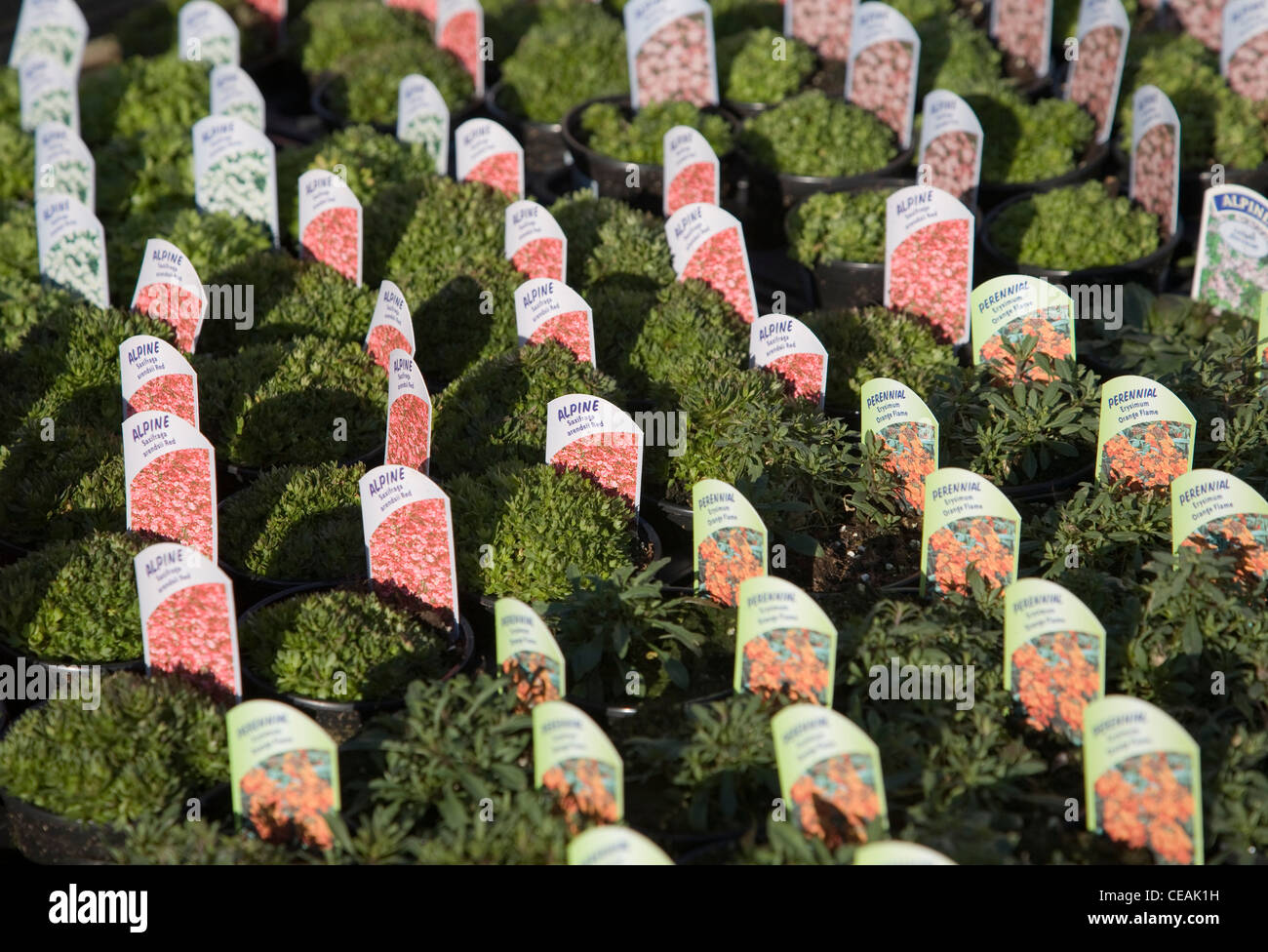 Alpine saxifraga arendsii rosso per le piante in vaso in vendita Foto Stock