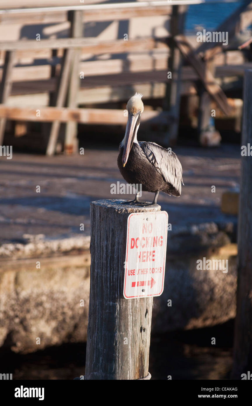 Pellicano Marrone di San Pietroburgo Pier One Florida, Stati Uniti, STATI UNITI D'AMERICA Foto Stock