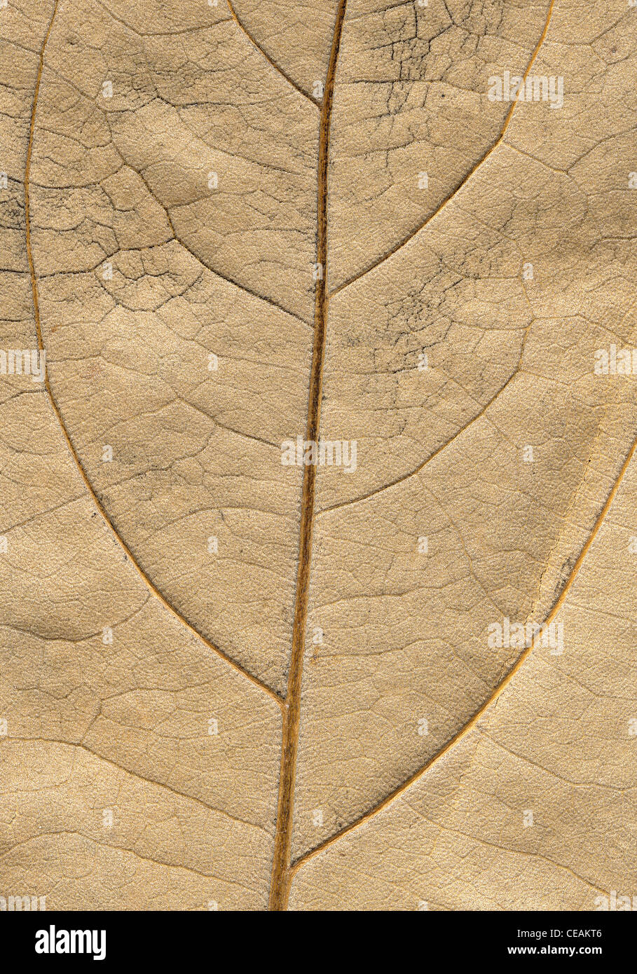 Alta risoluzione di immagine della struttura ad albero della struttura di foglia di ripetere l'immagine di alberi Foto Stock