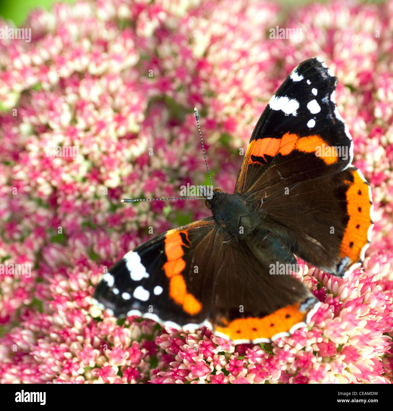 Rosso farfalla Admiral Vanessa Atalanta REGNO UNITO Foto Stock