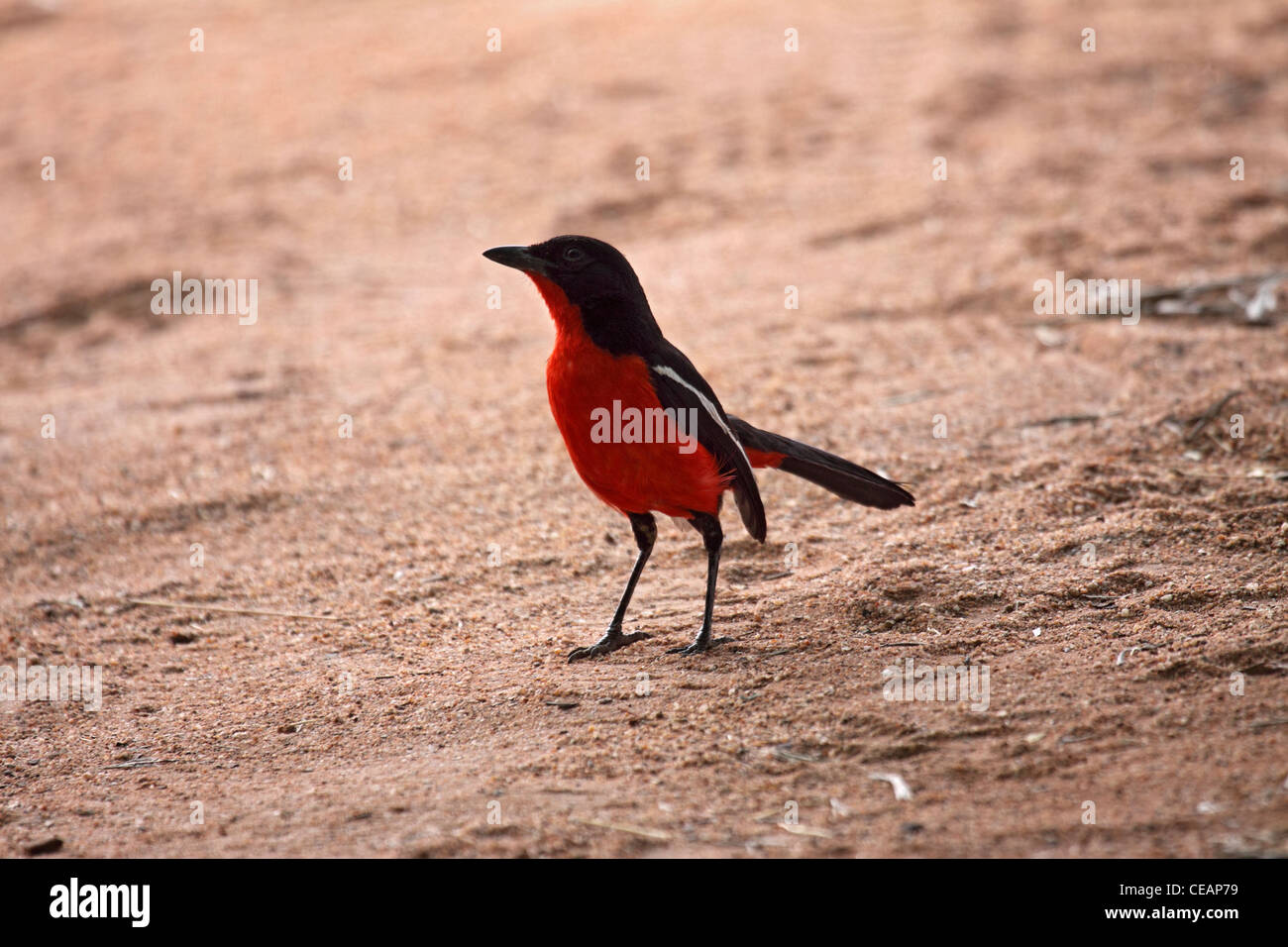 Crimson breasted shrike in Namibia Foto Stock