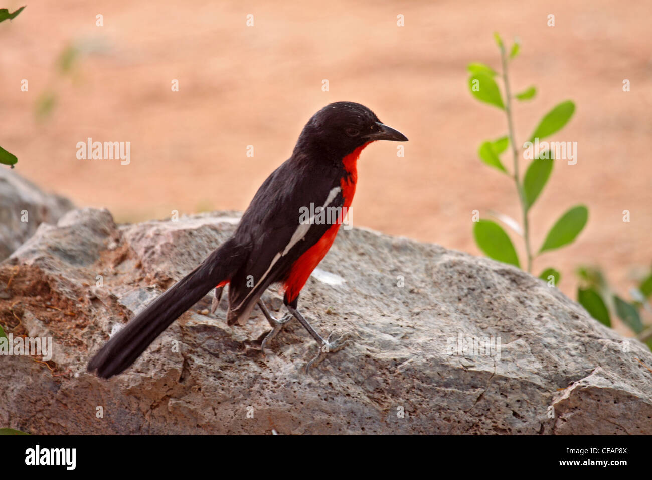 Crimson breasted shrike in Namibia Foto Stock