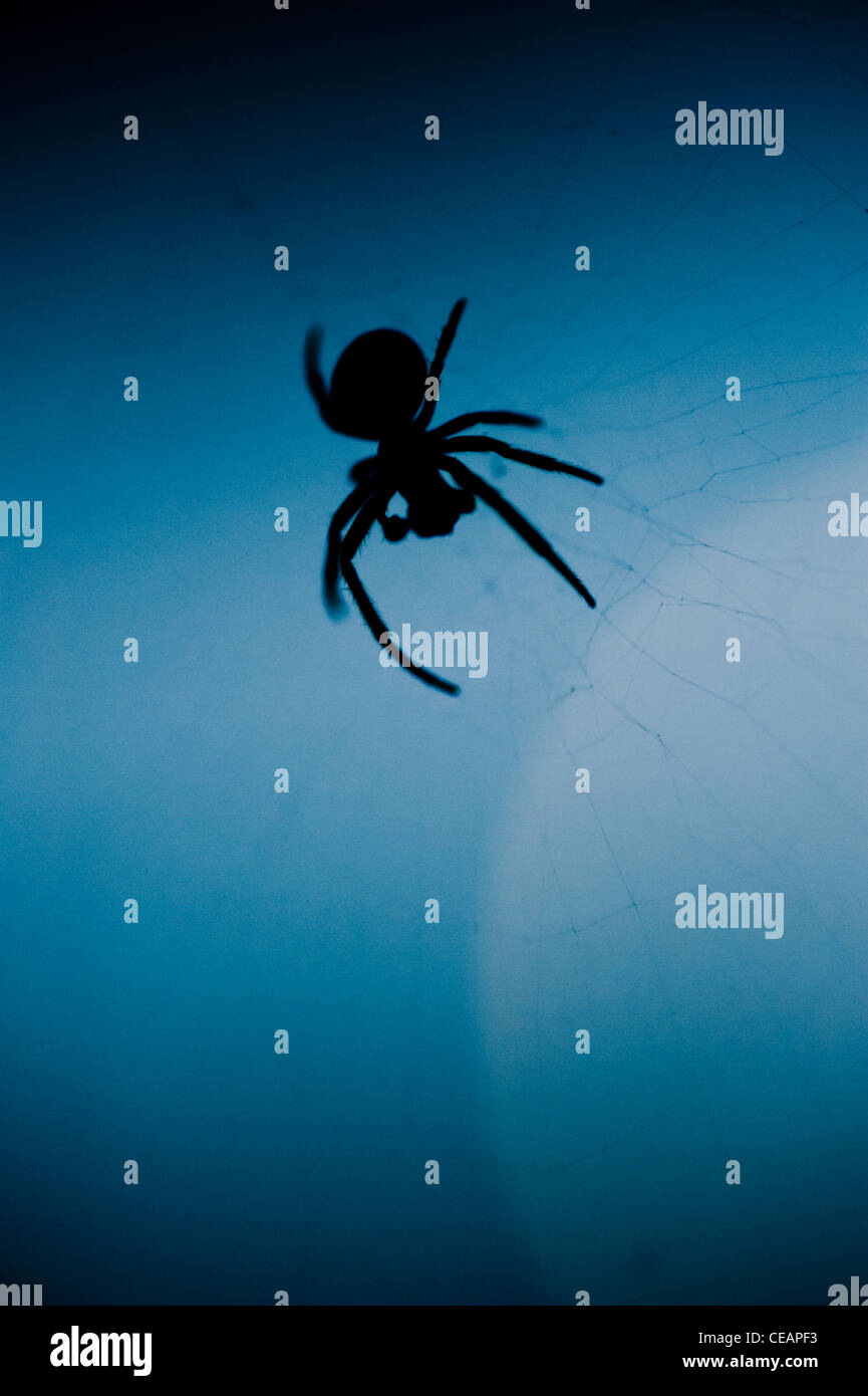 Silhouette di spider e cielo notturno Foto Stock