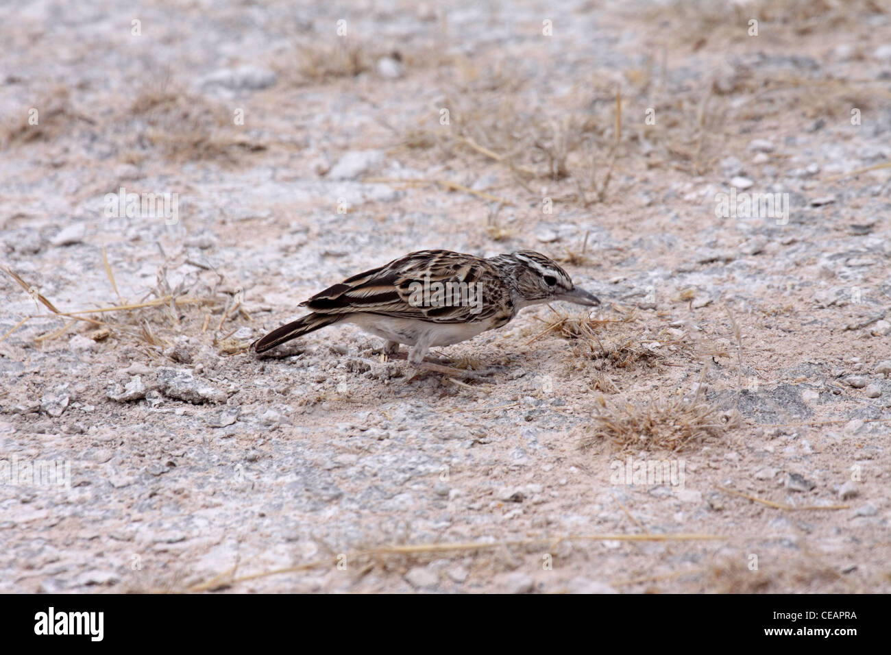 Allodola sabota in Namibia Foto Stock