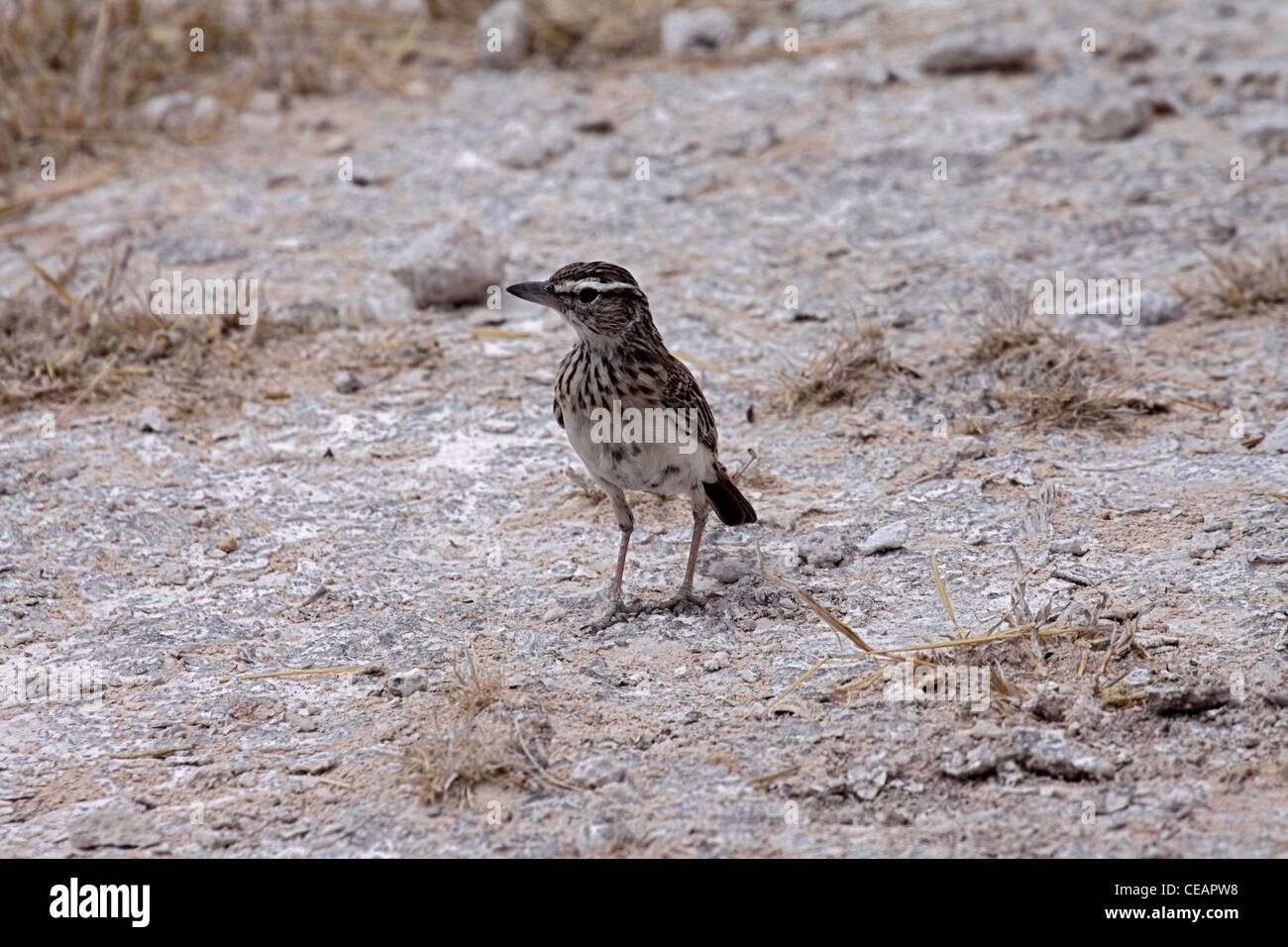 Allodola sabota in Namibia Foto Stock