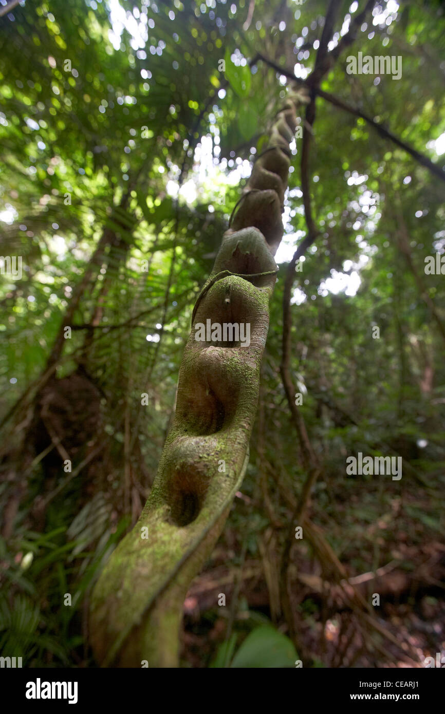 La scaletta di scimmia vine, Bauhinia sp, nella foresta pluviale primaria, giungla, Rewa, Rupununi, Guyana, Sud America. Foto Stock
