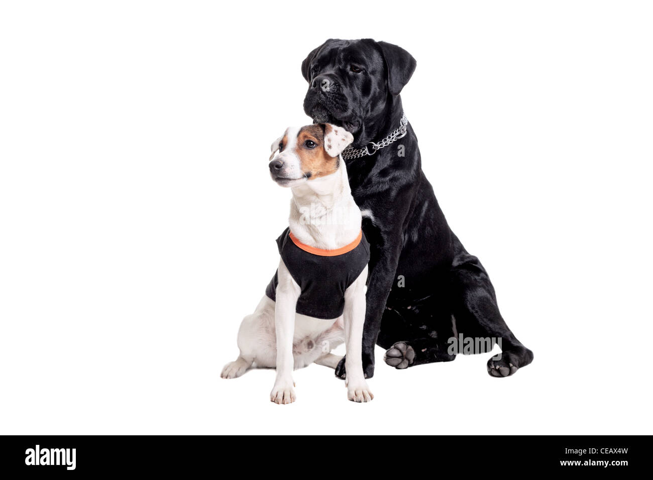 Jack Russel Terrier e il Cane Corso cani di razza isolato su bianco Foto Stock