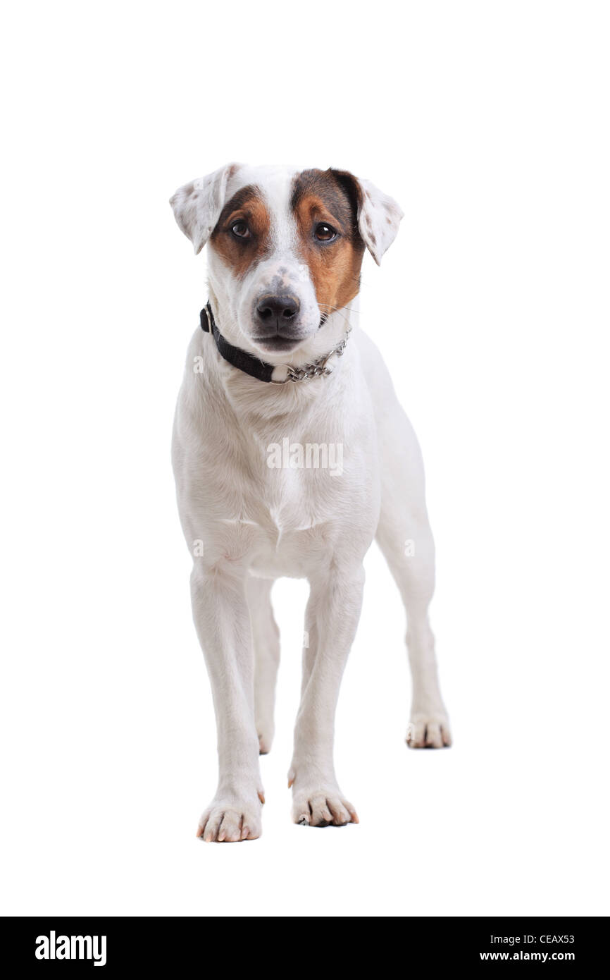 Jack Russel Terrier cane di razza pura isolata su sfondo bianco Foto Stock