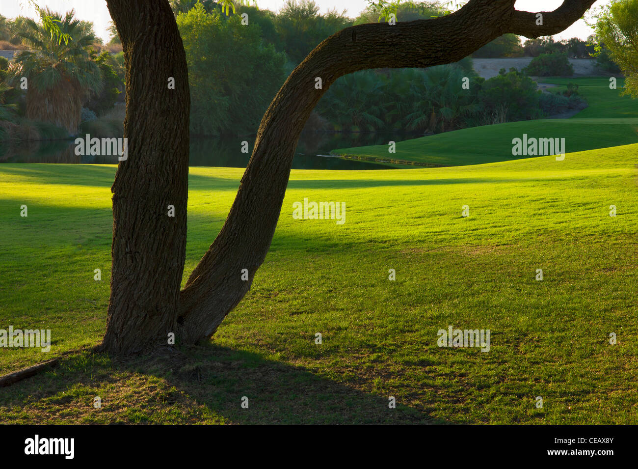 Campo da golf presso il Desert Willow Golf Resort, Palm Desert, California Foto Stock
