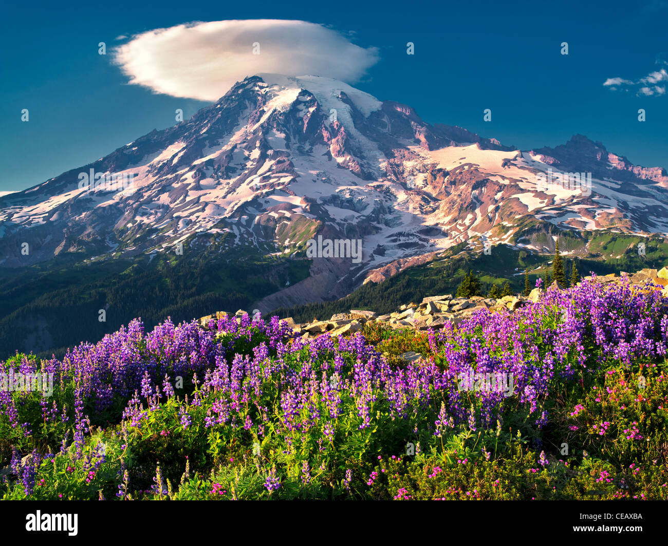 I lupini e heather con Mt. Rainier e nube lenticolare. Mt. Rainier National Park, Washington Foto Stock