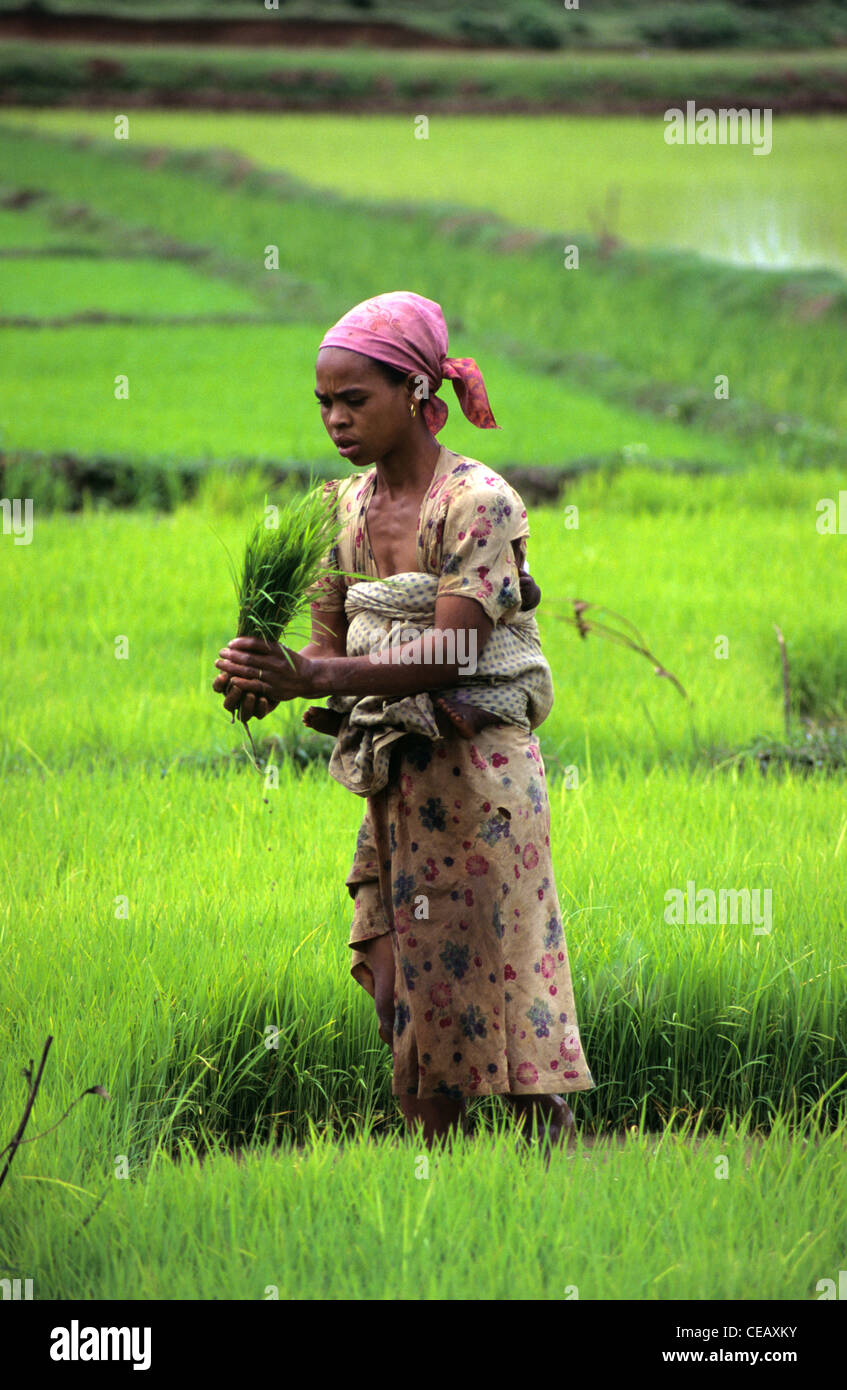 Un malgascio contadina la mietitura del riso nelle risaie nei pressi di Fianarantsoa, Madagascar centrale Foto Stock