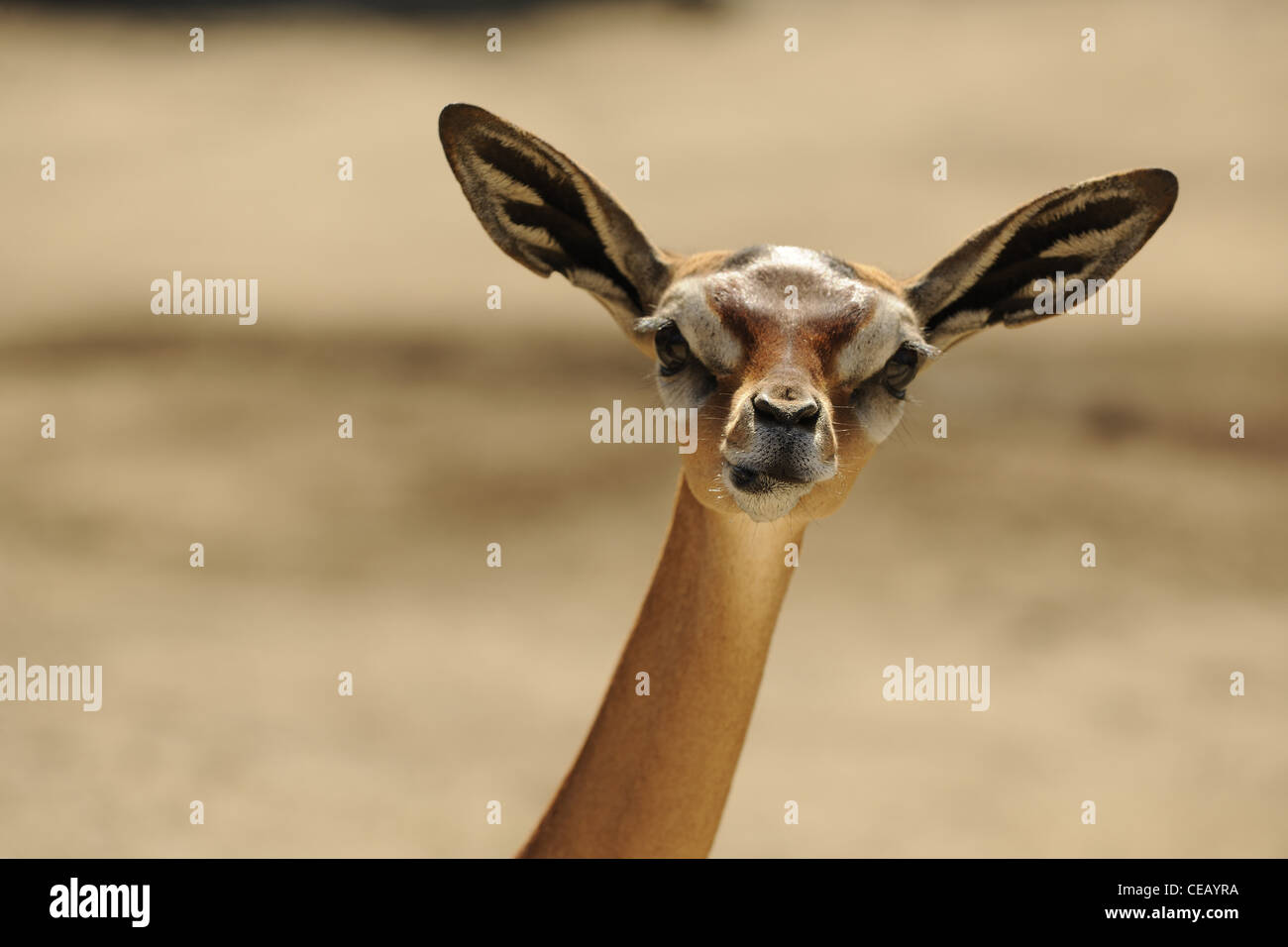 Gerenuk (Litocranius walleri) ritratto femminile Foto Stock