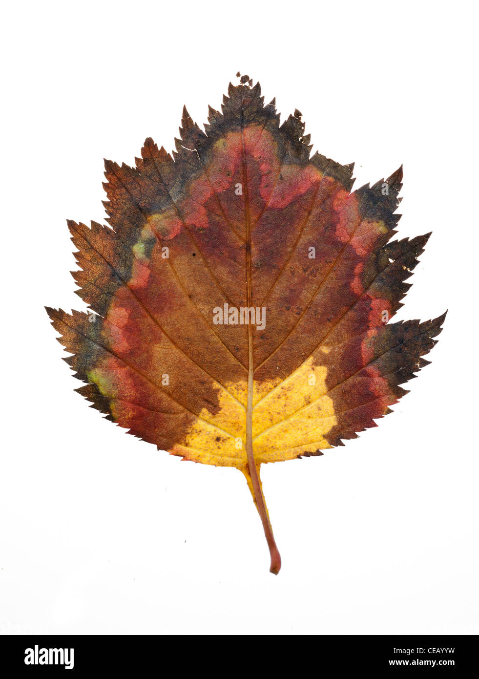 Autumn Leaf isolato su sfondo bianco. Foto Stock