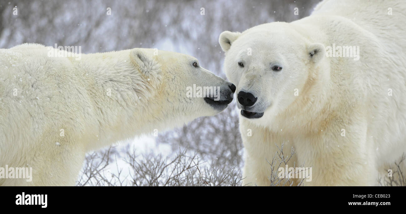Due orsi polari incontro sulla coperta di neve tundra. Foto Stock