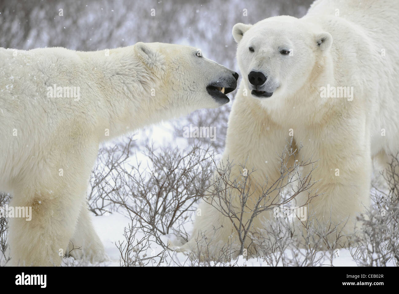 Due orsi polari incontro sulla coperta di neve tundra. Foto Stock