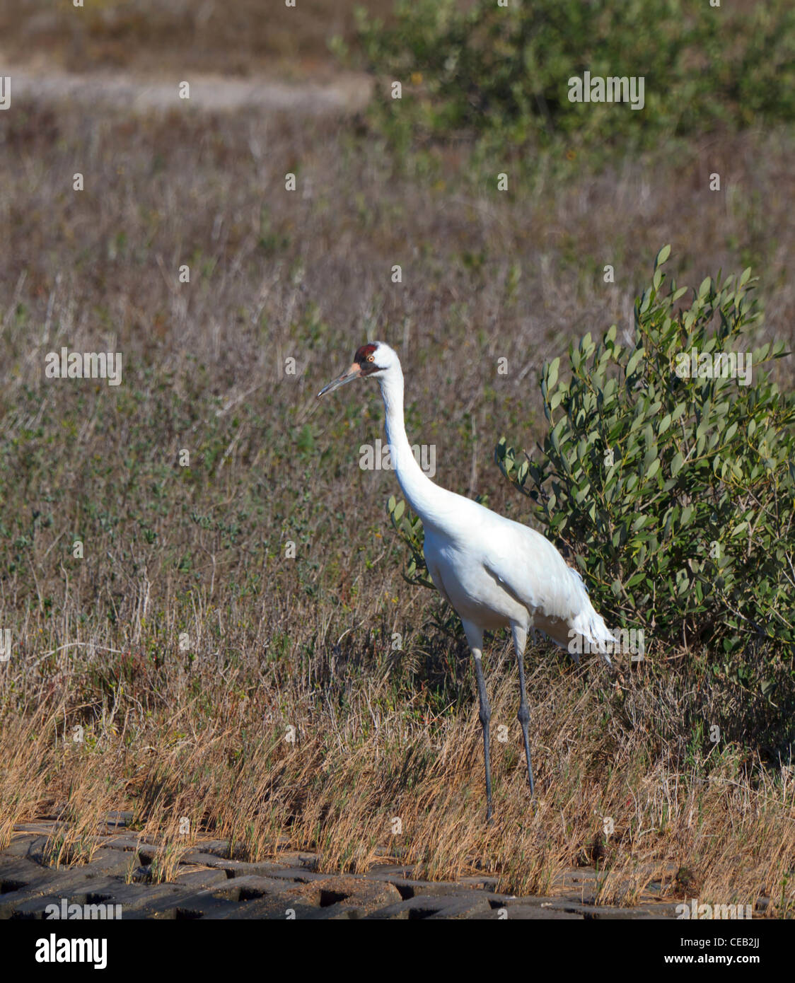 Pertosse, gru Grus americana, al Rifugio Naturale Nazionale Aransas, Gulf Coast, Texas. Foto Stock