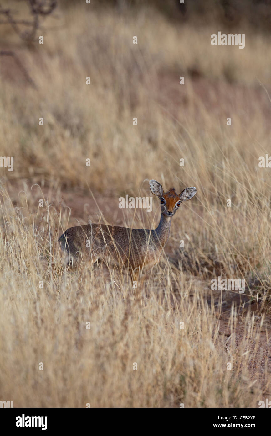 Il sale o di Phillip's dik-dik (Modaqua saltiana). Femmina; assenza di corna. Macchia di acacia del sottobosco. Gioisca il parco nazionale. Etiopia. Foto Stock