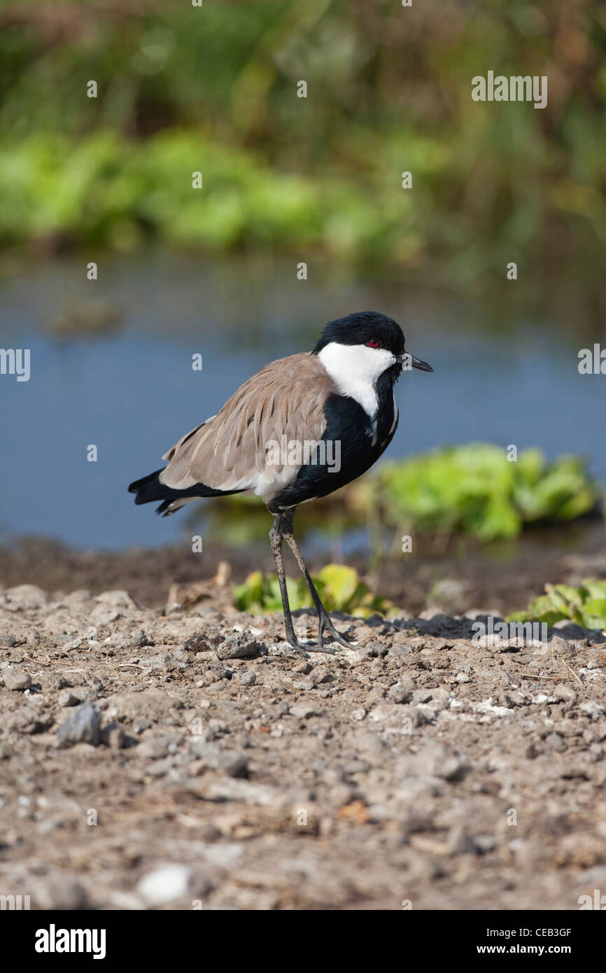 Dallo sperone Plover (Vanellus spinosus). Lago Beseka, Etiopia. Foto Stock