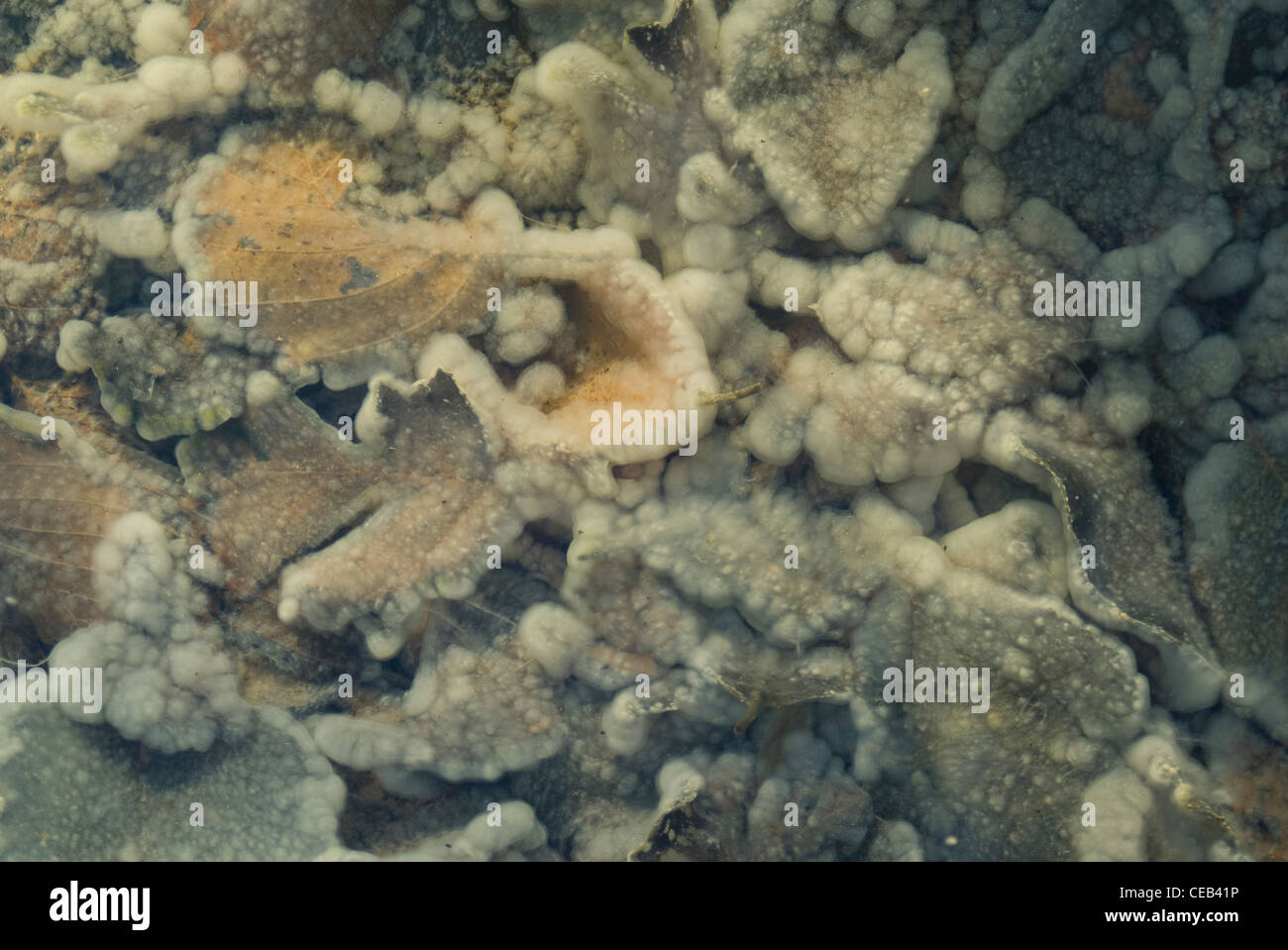 Foglie marciume in un stagno Foto Stock