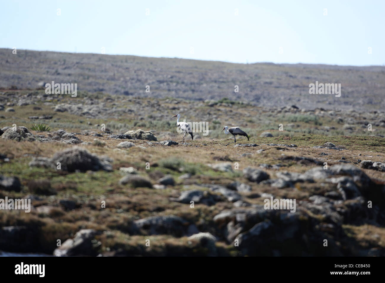 Wattled gru (Bugeranus carunculatus). Coppia vivere fianco a fianco di una piscina sulle praterie montane habitat. Montagne di balle, Etiopia. Foto Stock