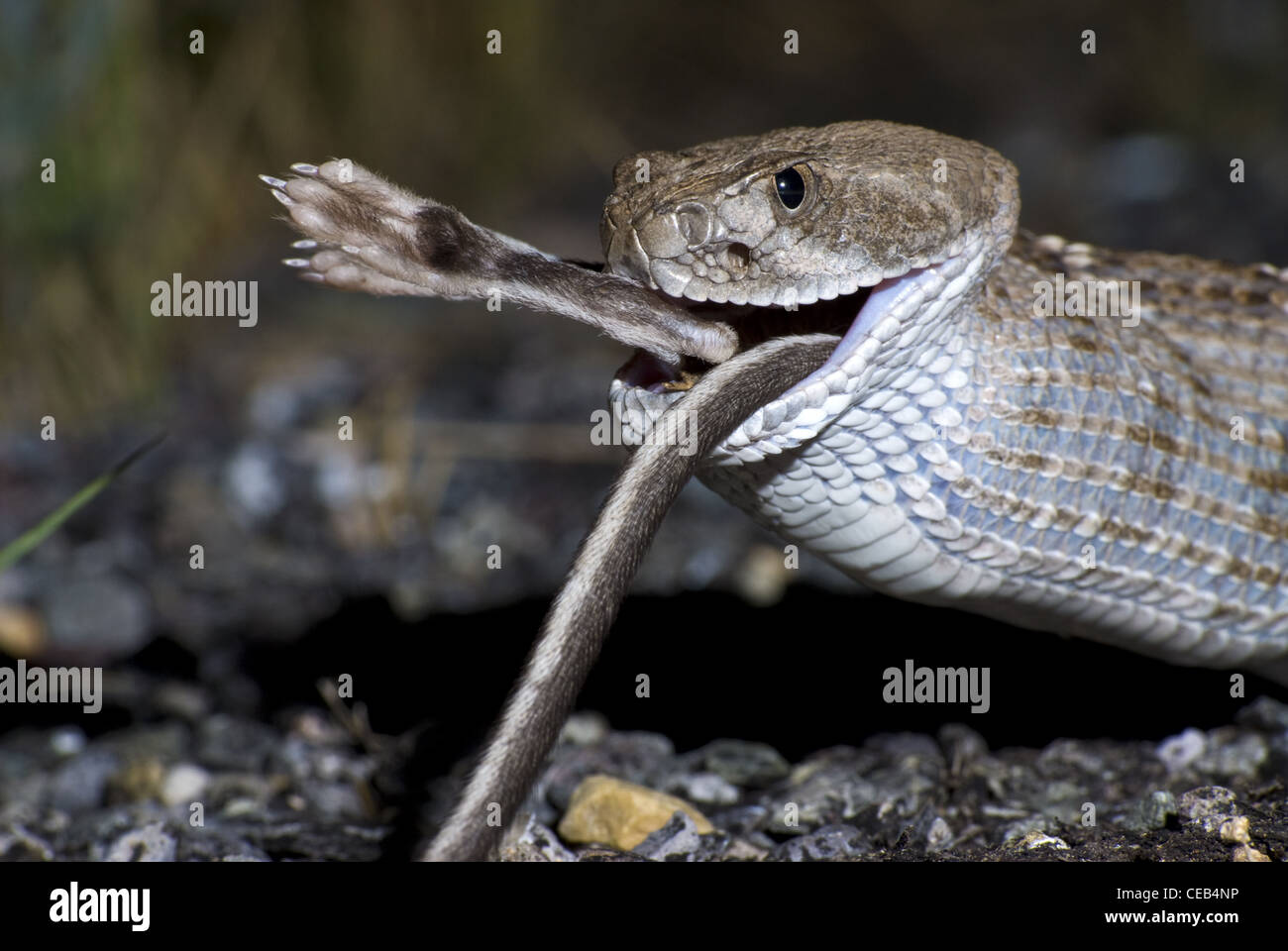 Western Diamond-backed Rattlesnake, (Crotalus atrox), mangiare una strada ucciso Merriam il ratto canguro, (Dipodomys merriami). Foto Stock