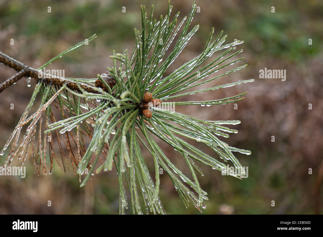 Close-up di wet aghi di pino Foto Stock