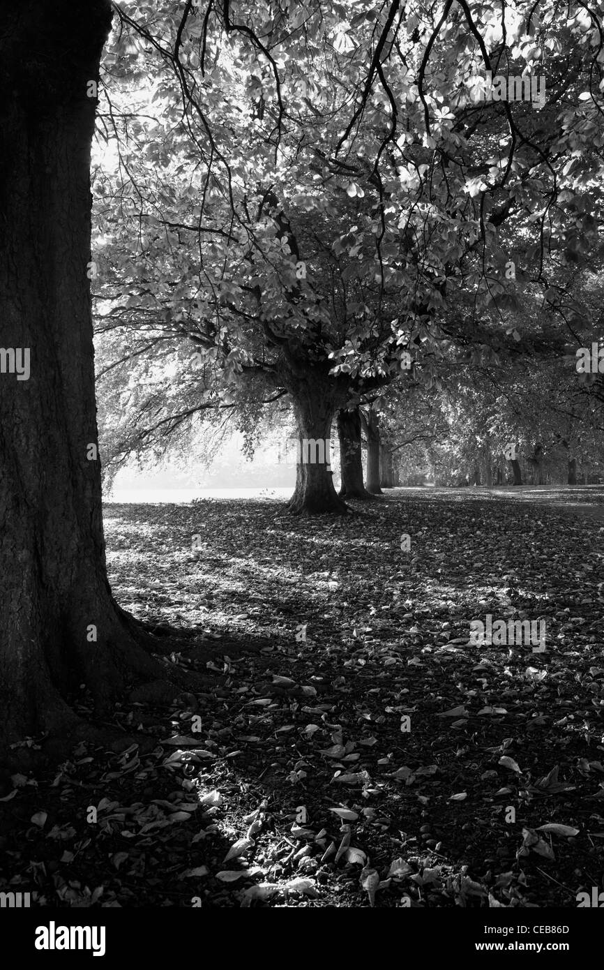 Un viale di alberi in autunno Foto Stock