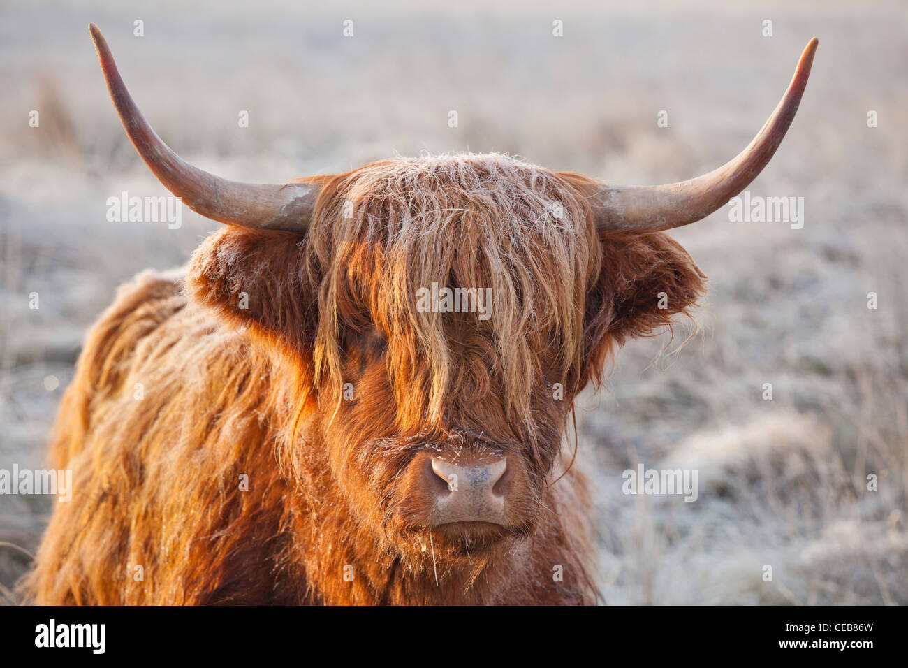 Mucca delle Highland in inverno Una mucca delle Highland con brina sul suo cappotto in un campo gelido in inverno Foto Stock