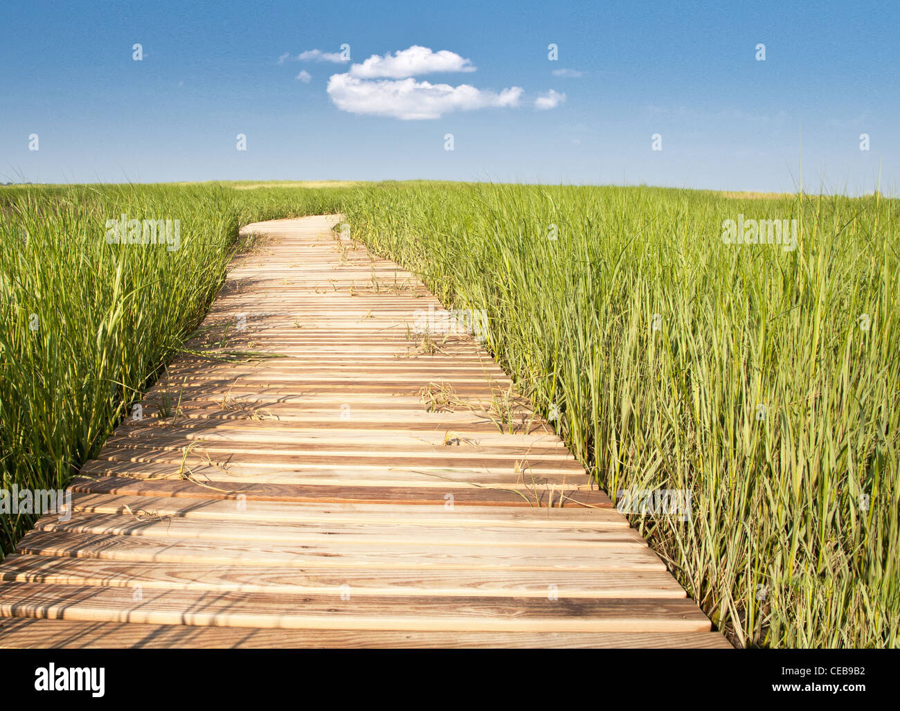 Passerella in legno crea percorso attraverso il campo di tall erba verde  che conduce al cielo blu e puffy nuvola bianca - orizzontale Foto stock -  Alamy