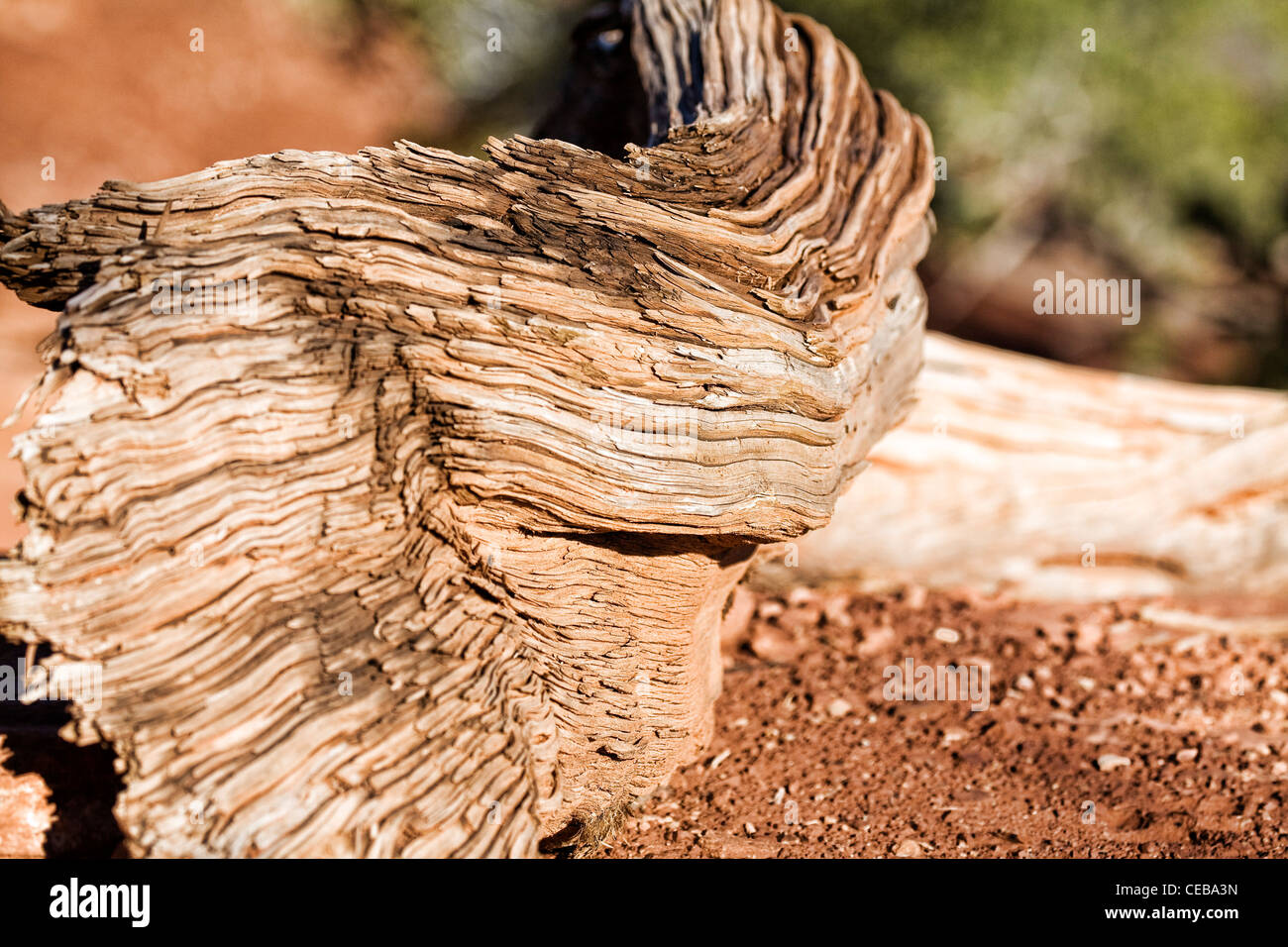 Legno morto da un albero di pino, Sedona, in Arizona. Foto Stock