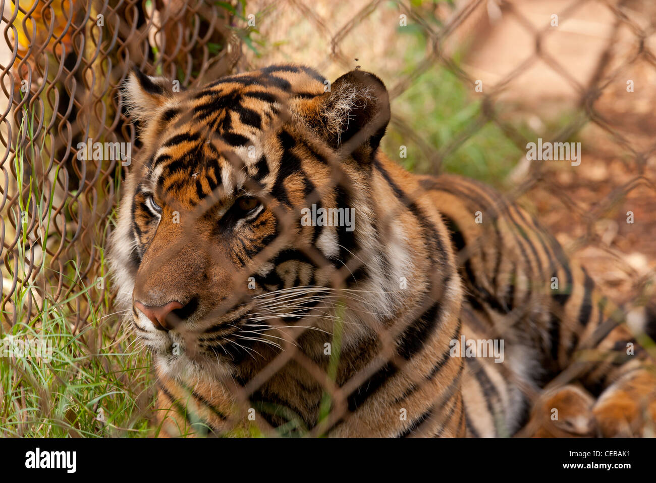 La tigre di Sumatra, Panthera tigris sumatrae, criticamente in pericolo di estinzione Foto Stock