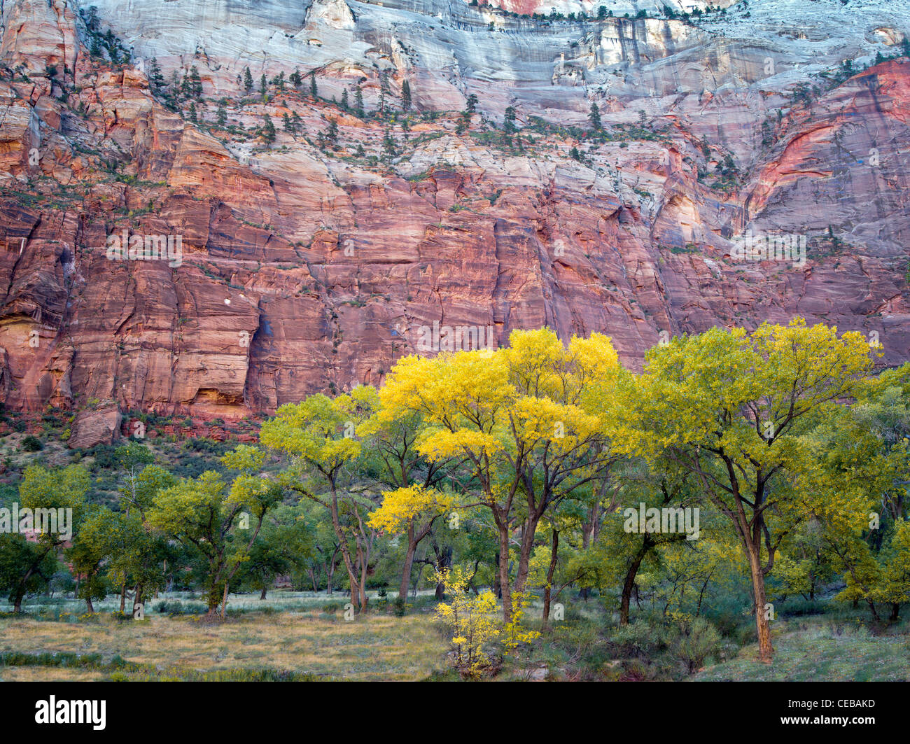 Caduta pioppi neri americani colorati alberi. Parco Nazionale di Zion, Utah. Foto Stock