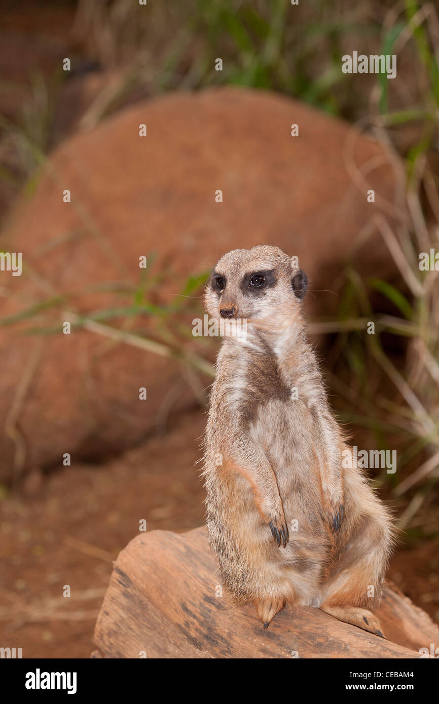 Meerkat, Suricata suricatta Foto Stock