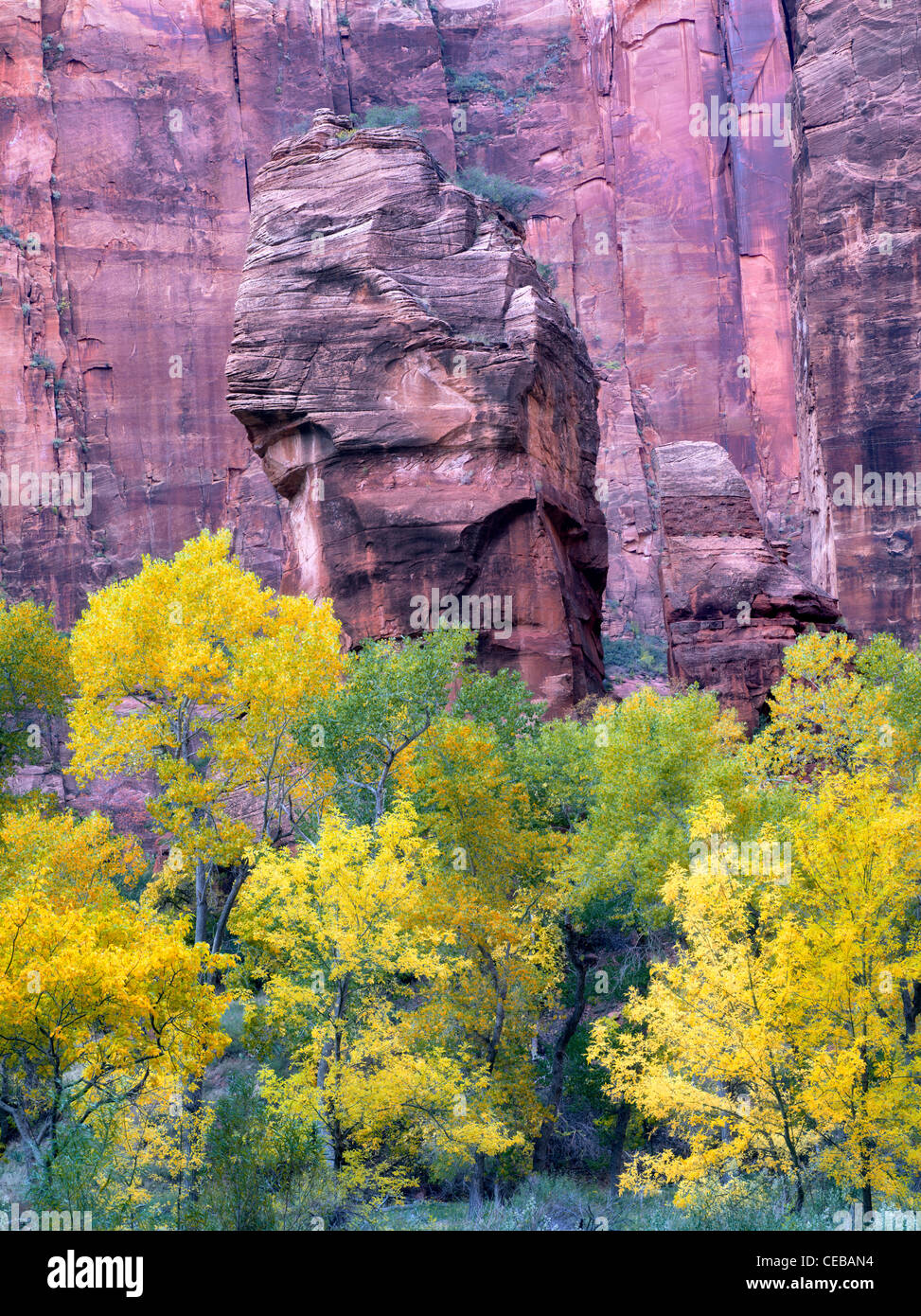 Il pulpito e autunno a colori il tempio di Sinawava. Parco Nazionale di Zion, Utah Foto Stock