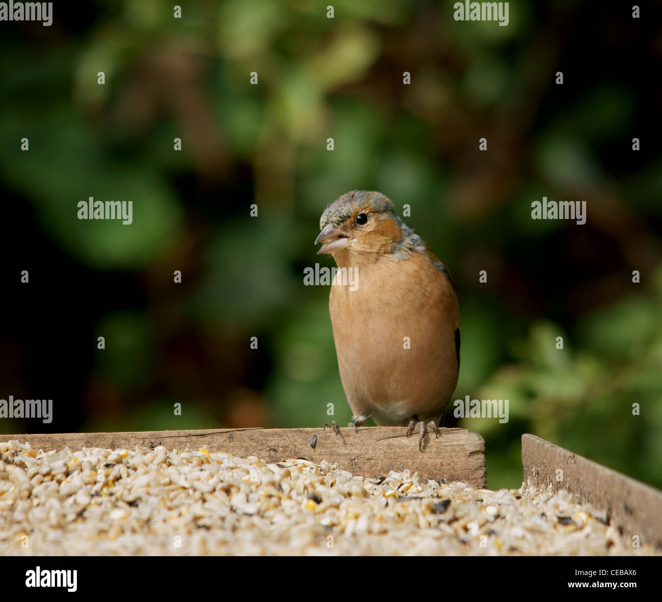 Fringuello Foto Stock