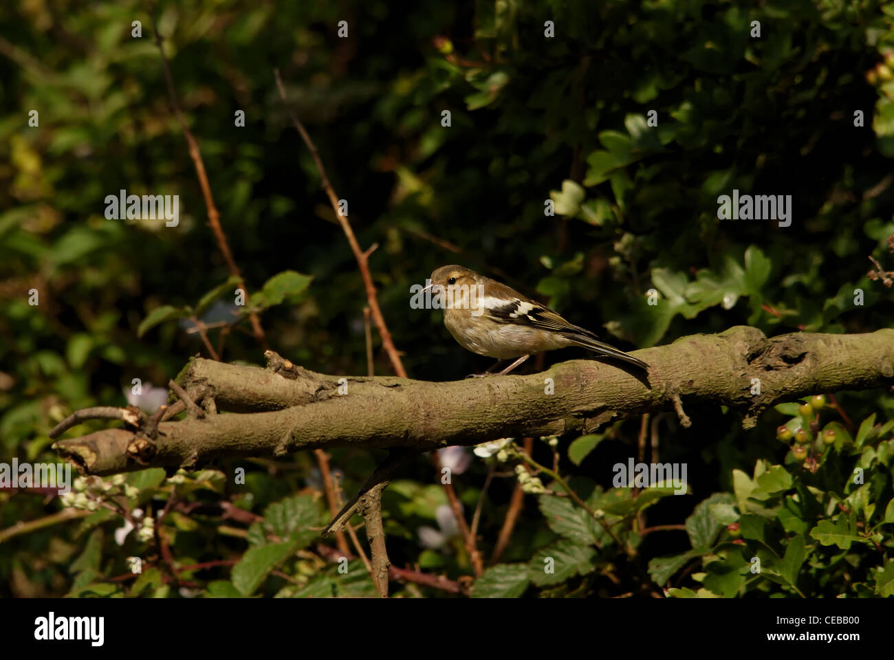 Fringuello Foto Stock