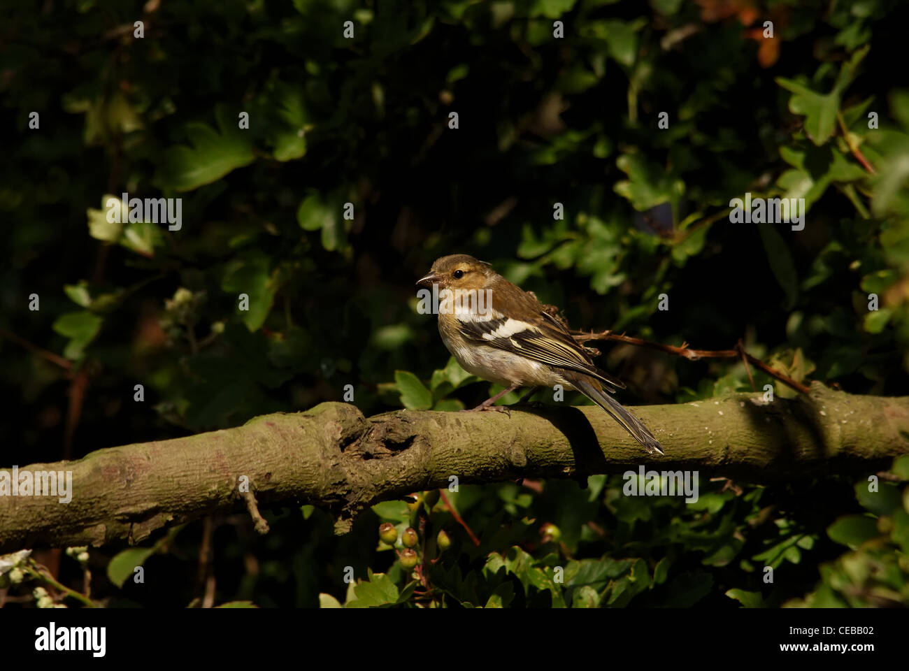 Fringuello Foto Stock
