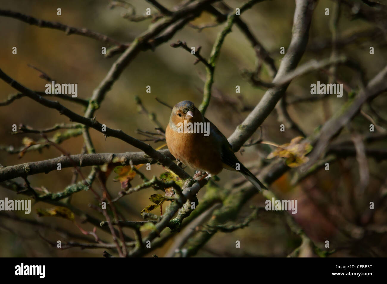 Fringuello Foto Stock