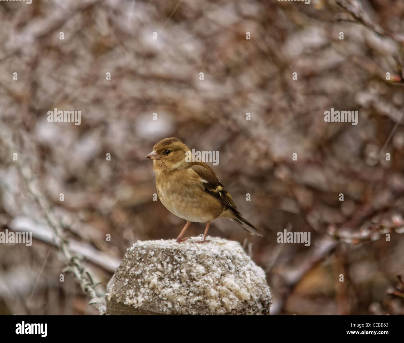 Fringuello - Bird Foto Stock