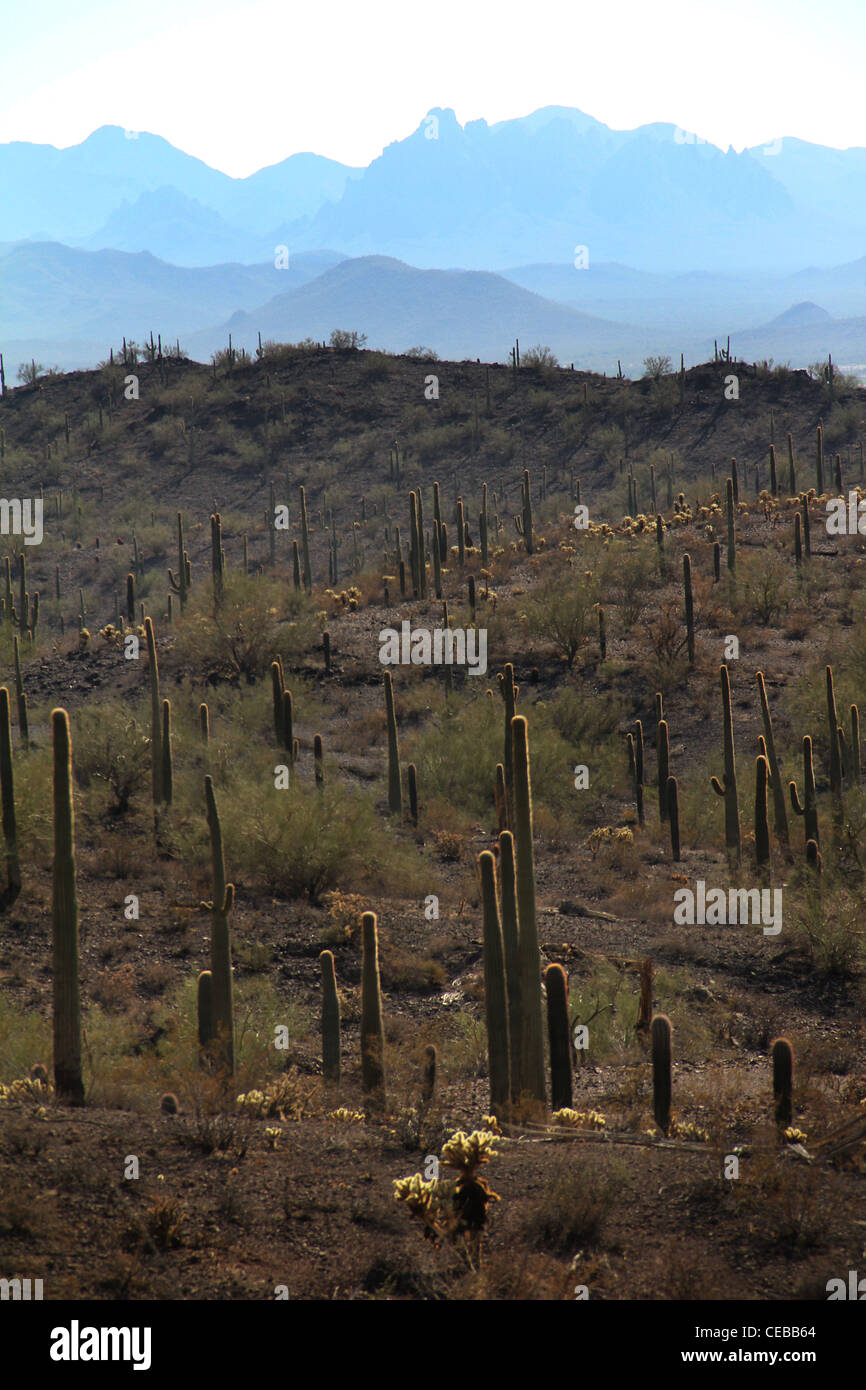 Cactus saguaro Picacho Peak stato parco Arizona Foto Stock