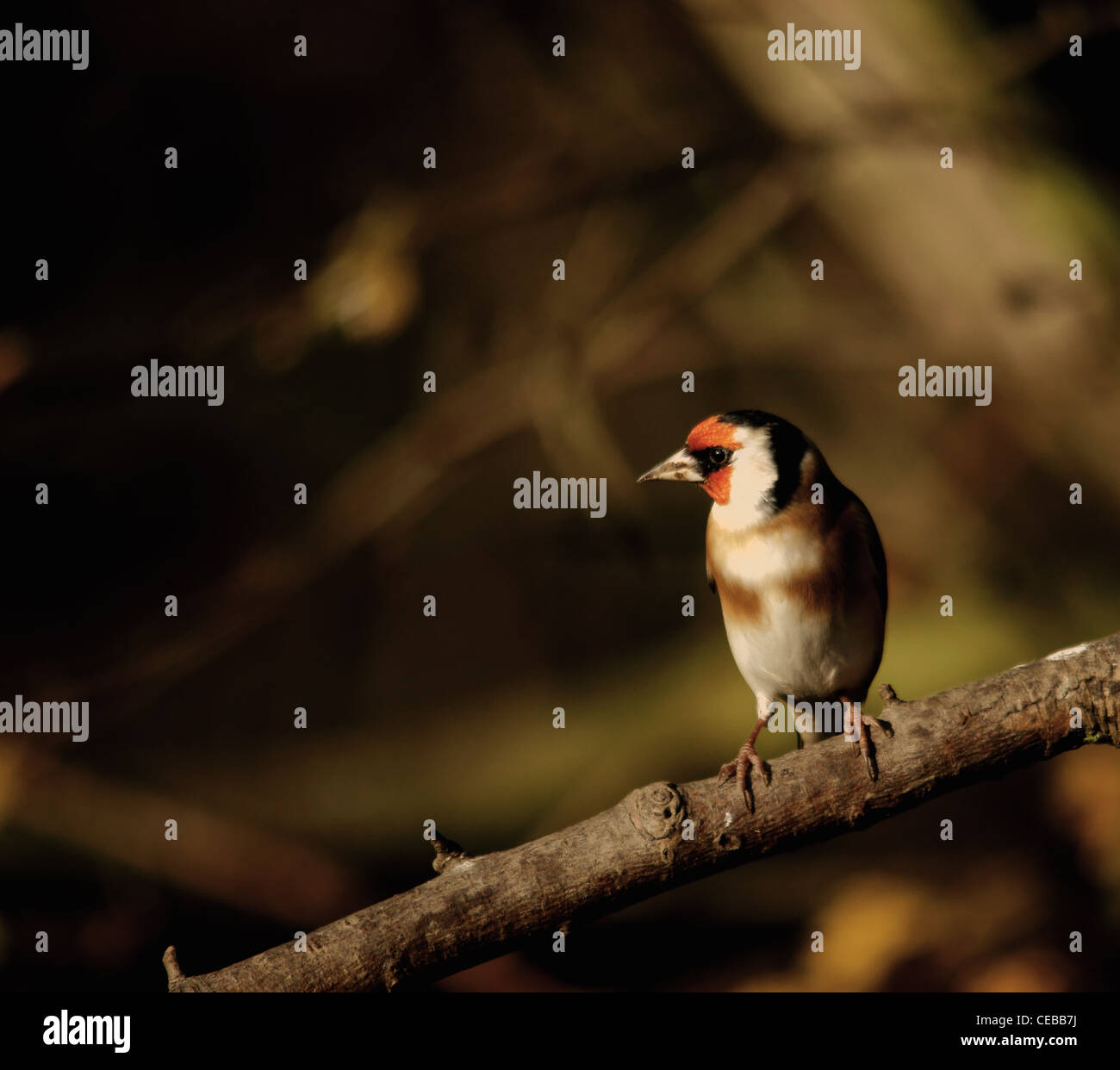 Cardellino - Bird Foto Stock