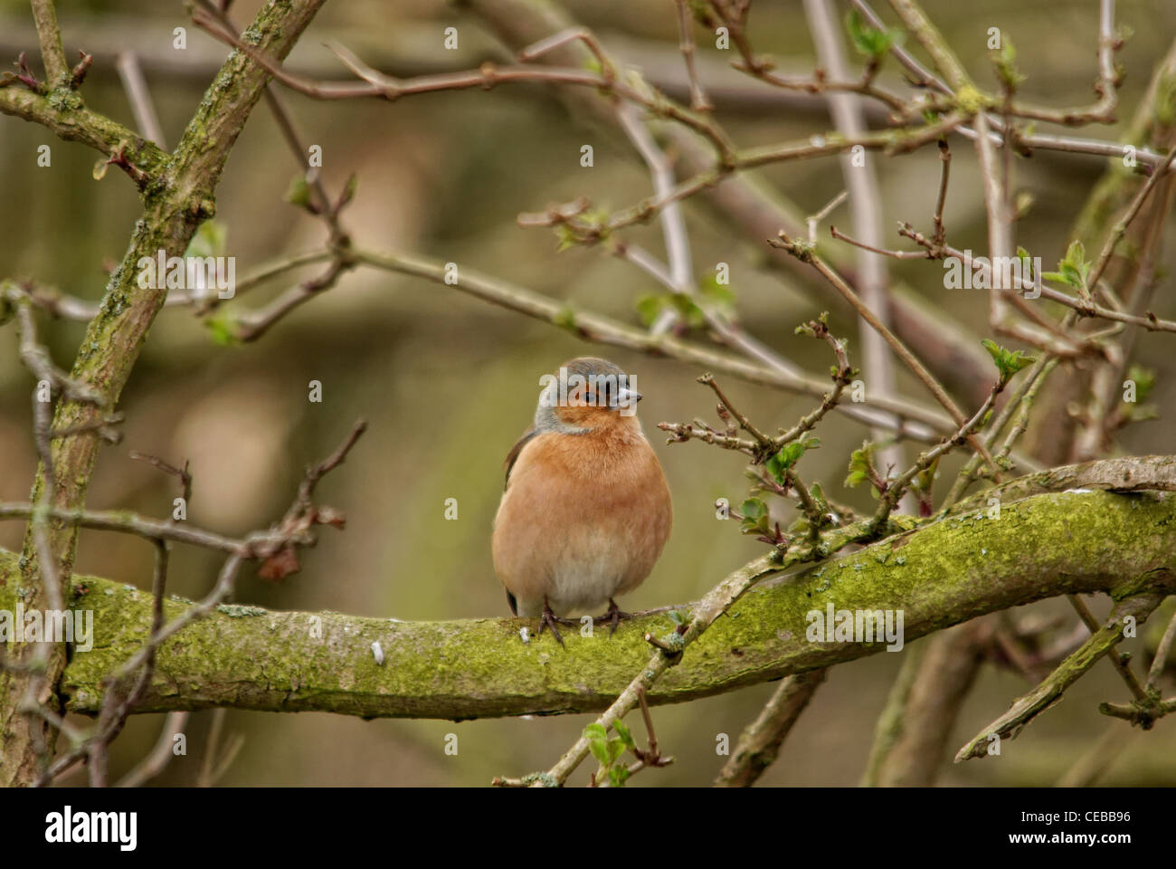 Fringuello Foto Stock