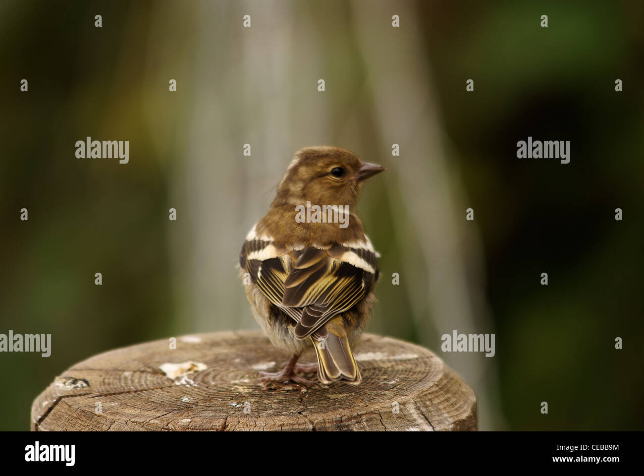 Fringuello Foto Stock