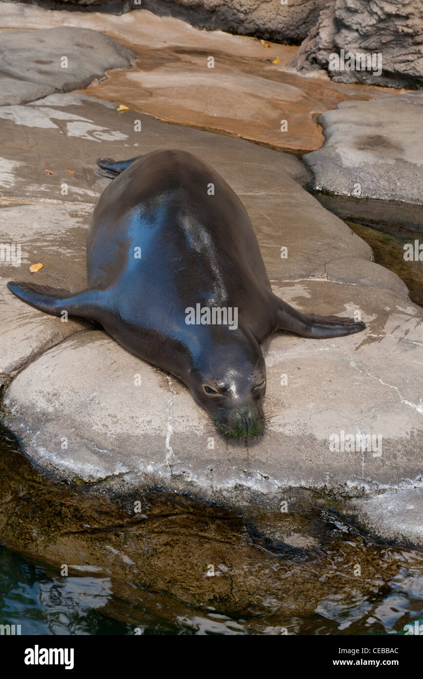 Hawaiian foca monaca, Monachus schauinslandi a Waikiki Aquarium Foto Stock