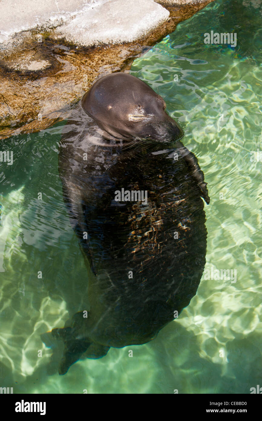 Hawaiian foca monaca, Monachus schauinslandi, una specie criticamente minacciata di estinzione, Foto Stock