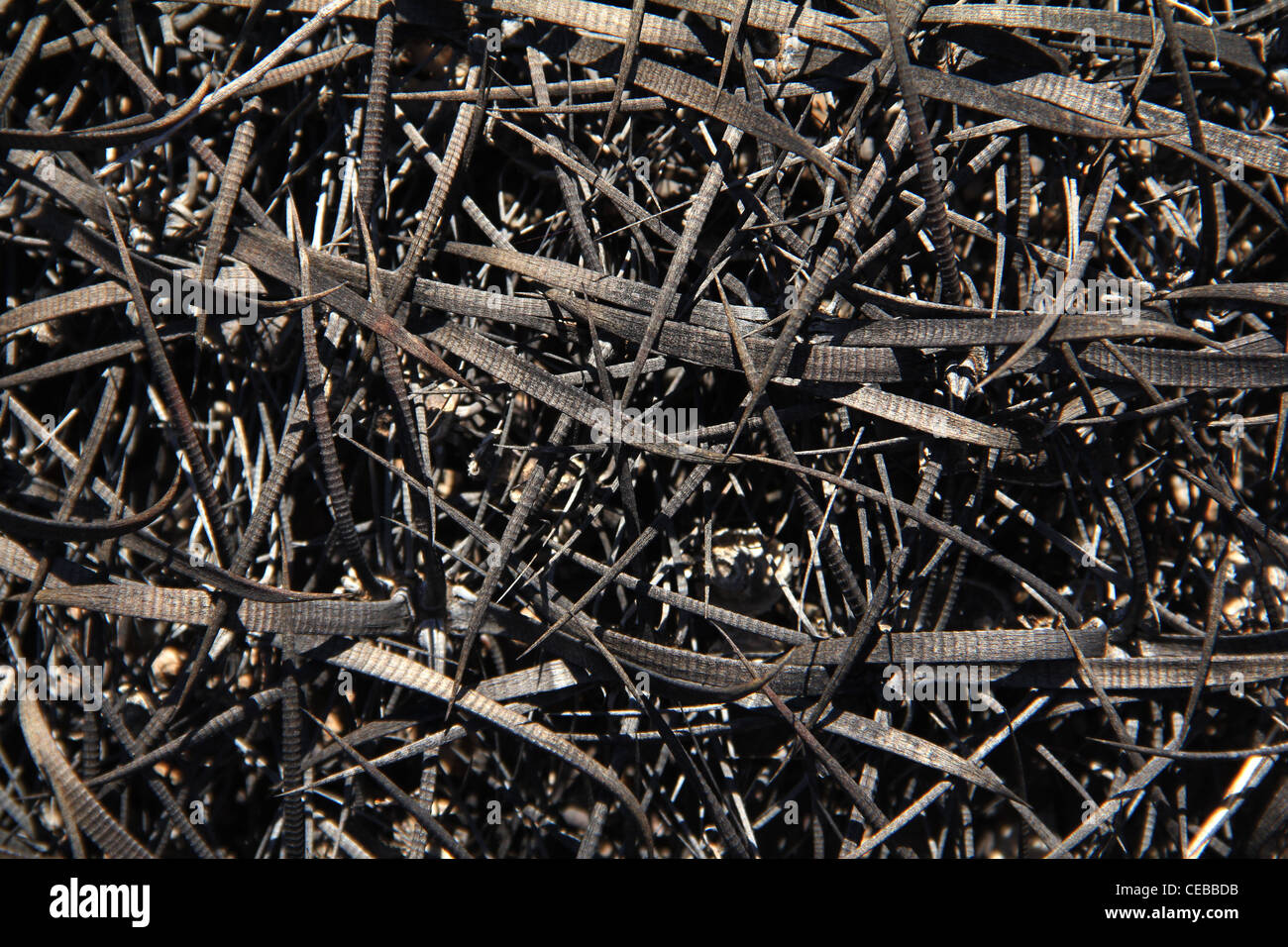 Canna fishhook cactus spine Picacho Peak stato parco Arizona Foto Stock