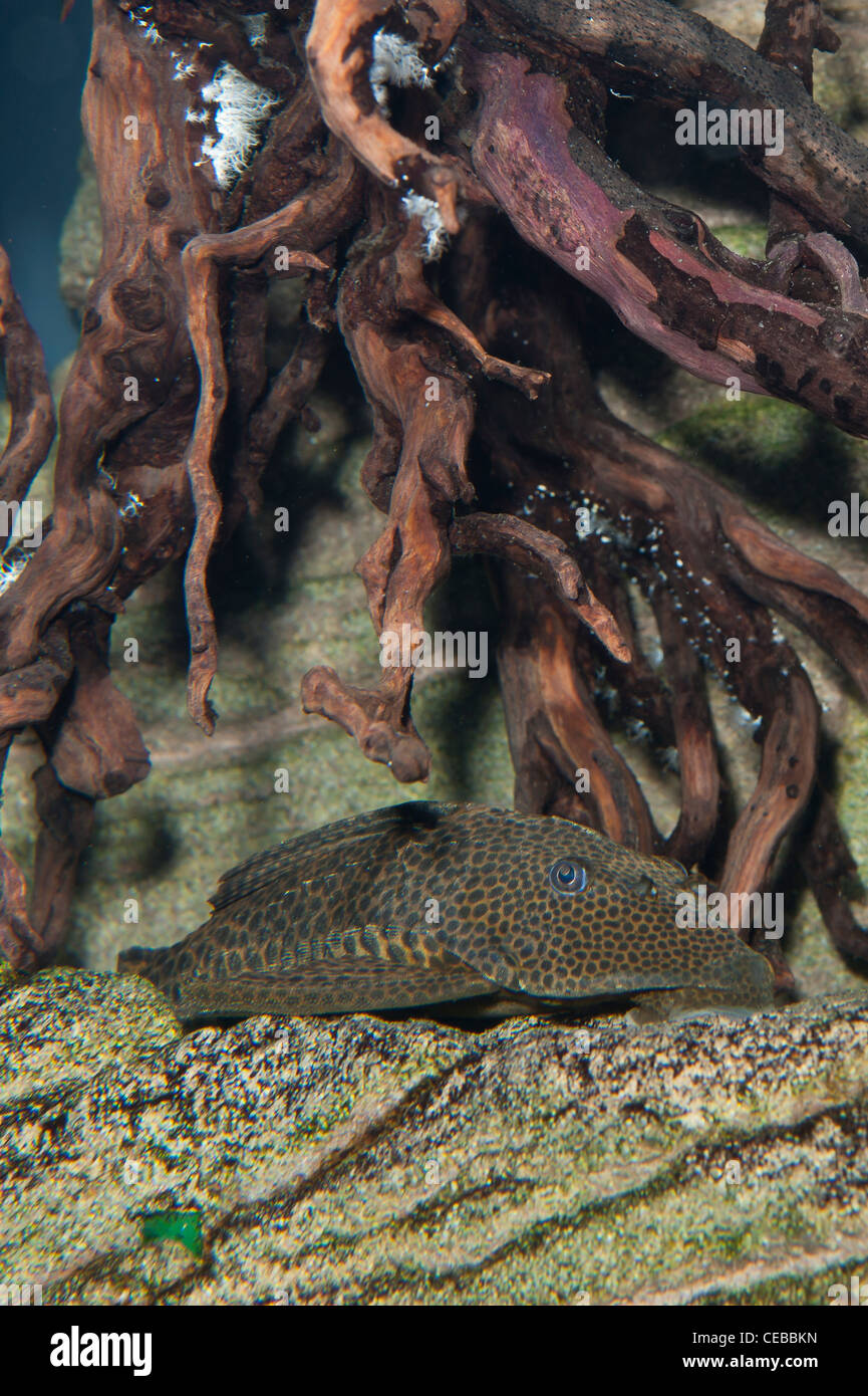 Suckermouth catfish,Hypostomus sp., chiamato anche plecostomus da negozi di acquari Foto Stock