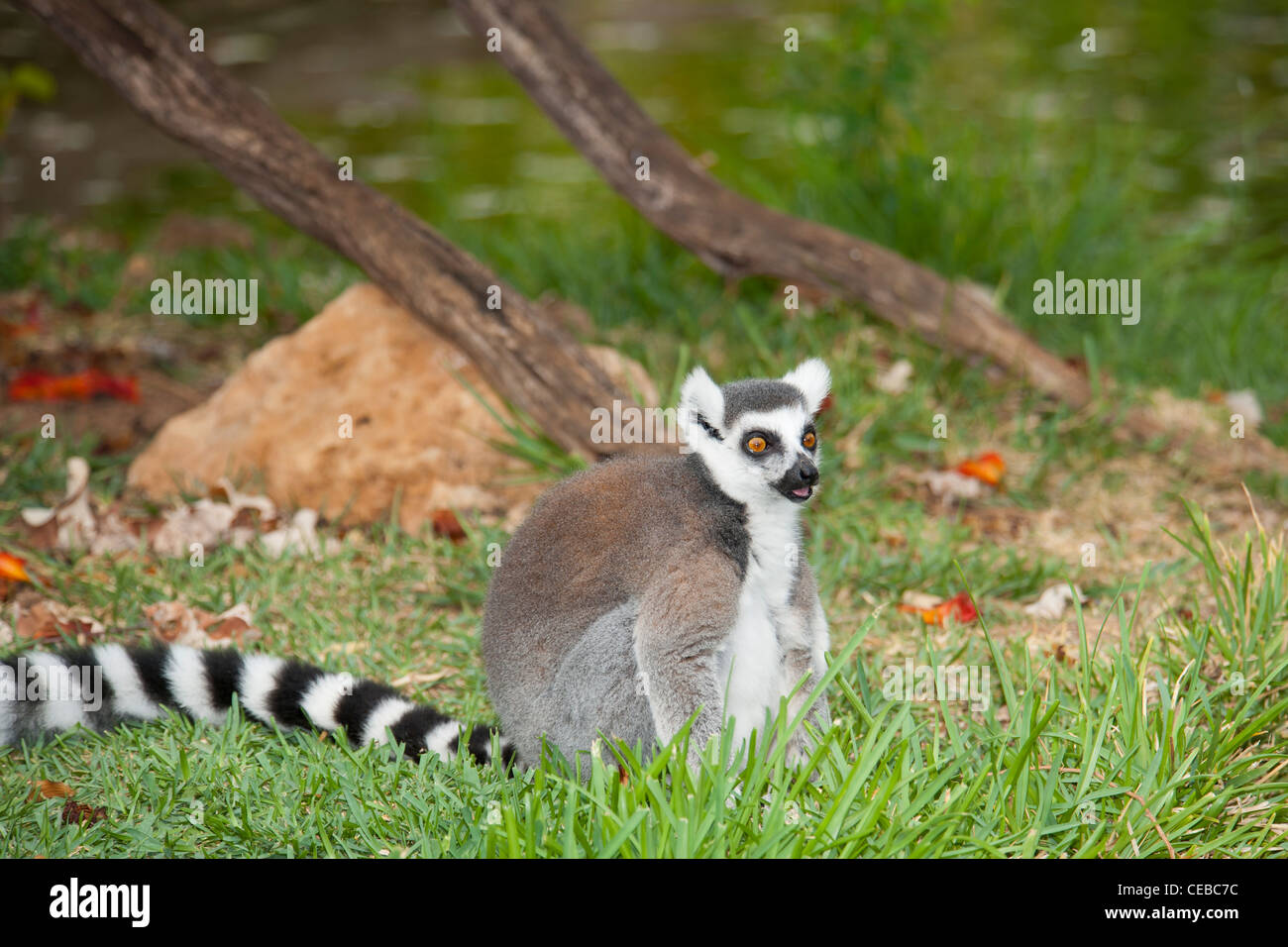 Anello-tailed lemur, lemuri catta, un tipo di primate Foto Stock