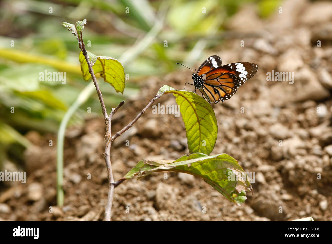 Farfalla monarca in Phuket, Tailandia Foto Stock